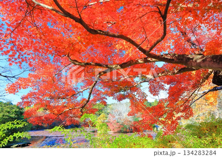 【京都府】龍安寺の鏡容池の紅葉 134283284