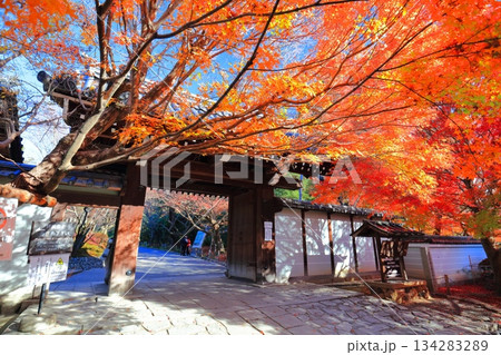 【京都府】龍安寺の山門の紅葉 134283289
