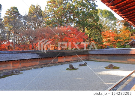 【京都府】龍安寺の石庭と紅葉 134283293
