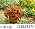 赤い実のなったクランベリーの鉢植えと秋の庭 134283570