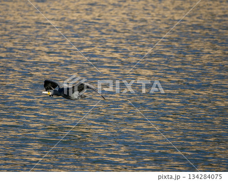 水面の上を飛ぶ猪名川の川鵜 134284075