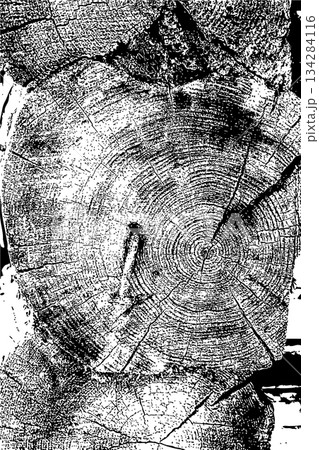 Rustic Tree Trunk Rings Texture 134284116