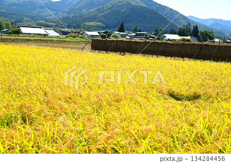 収穫の秋 遠野市綾織付近の水田地帯 134284456