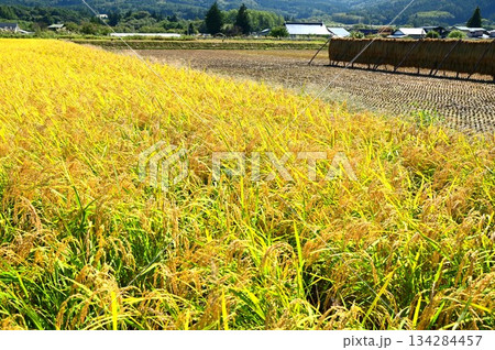 収穫の秋 遠野市綾織付近の水田地帯 134284457