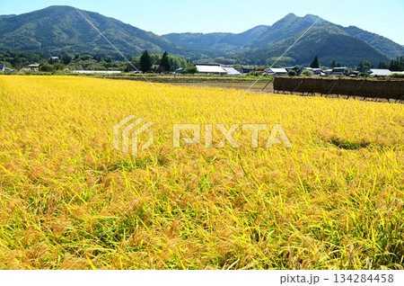 収穫の秋 遠野市綾織付近の水田地帯 134284458