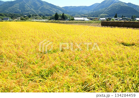 収穫の秋 遠野市綾織付近の水田地帯 収穫の秋 遠野市綾織付近の水田地帯 134284459