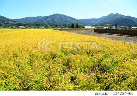 収穫の秋 遠野市綾織付近の水田地帯 収穫の秋 遠野市綾織付近の水田地帯 134284460