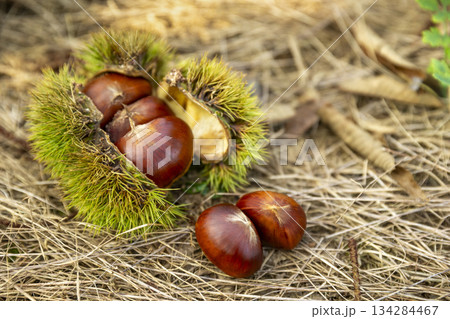 Ripe chestnuts and chestnuts in autumn 134284467