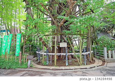 稲毛神社（川崎） 134284498