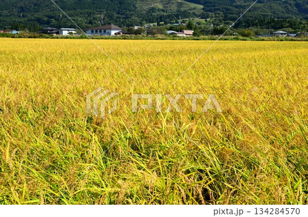 収穫の秋 遠野市綾織付近の水田地帯 収穫の秋 遠野市綾織付近の水田地帯 134284570
