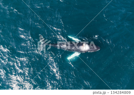 A whale surfaces in deep blue waters, releasing a misty spout. Sunlight reflects on rippling waves, highlighting its dark body and lighter fins. 134284809