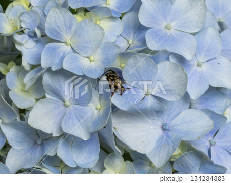 紫陽花の花とセマダラコガネ 紫陽花の花とセマダラコガネ 134284883