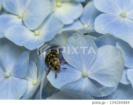 紫陽花の花とセマダラコガネ 紫陽花の花とセマダラコガネ 134284884