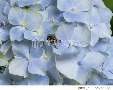 紫陽花の花とセマダラコガネ 紫陽花の花とセマダラコガネ 134284888