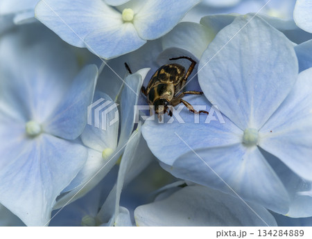 紫陽花の花とセマダラコガネ 紫陽花の花とセマダラコガネ 134284889