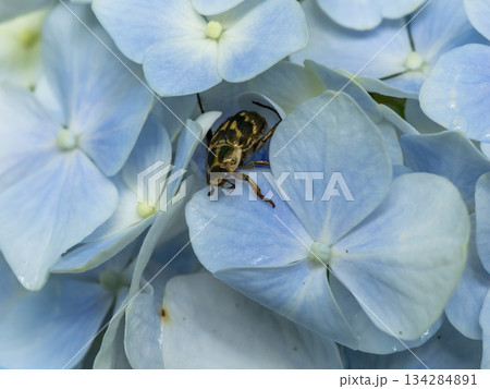 紫陽花の花とセマダラコガネ 134284891