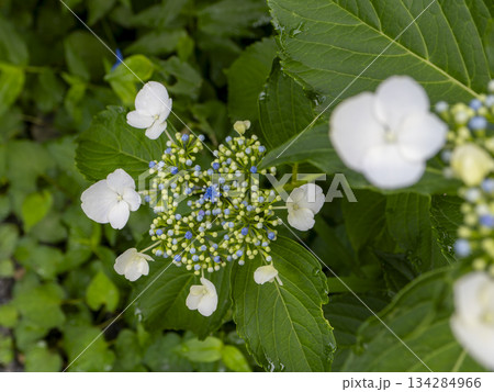 白い額紫陽花の花 134284966