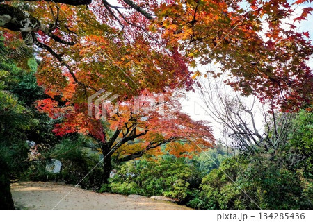 色付いた紅葉を見上げて 134285436
