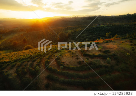 Rows of tea bushes line a plantation Rows of tea bushes line a plantation 134285928