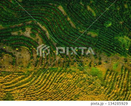 Rows of tea bushes line a plantation 134285929