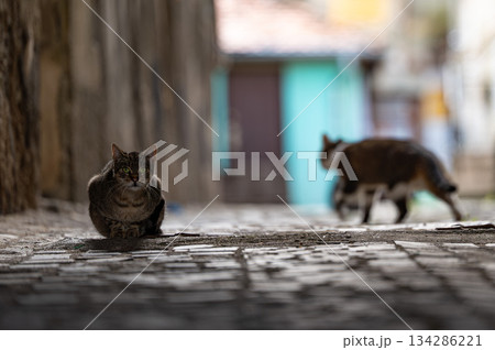 cat sitting in front of ancient castle stone wall historical building stray cat alley animal pet portrait in street stone ground cat sitting in front of ancient castle stone wall historical building stray cat alley animal pet portrait in street stone ground 134286221