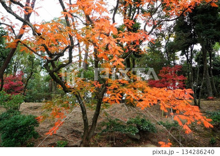 色付く庭の紅葉 134286240