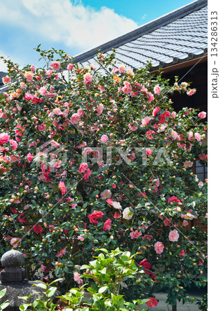 京都　地蔵院（椿寺）五色八重散椿（京都府京都市北区） 134286313