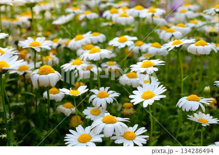 満開のノースポールの花 満開のノースポールの花 134286494
