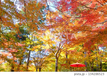 和傘と紅葉の秋イメージ素材 和傘と紅葉の秋イメージ素材 134286523