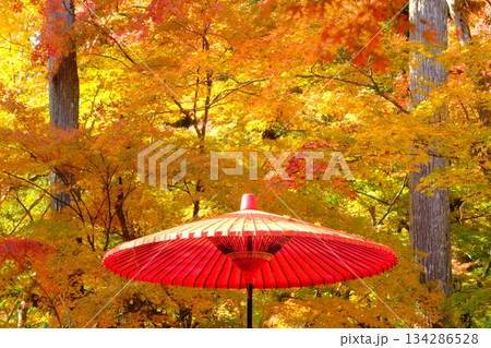 和傘と紅葉の秋イメージ素材 和傘と紅葉の秋イメージ素材 134286528
