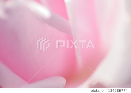 近所のバラ園でみた花 134286774