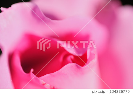 近所のバラ園でみた花 134286779