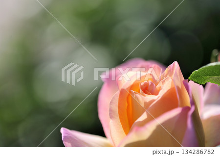 近所のバラ園でみた花 近所のバラ園でみた花 134286782