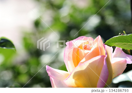 近所のバラ園でみた花 近所のバラ園でみた花 134286793