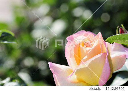 近所のバラ園でみた花 134286795