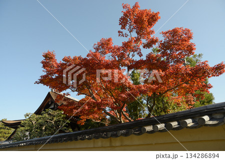 秋の大徳寺　龍源院の紅葉　京都市北区紫野 134286894
