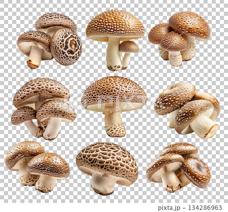 Set of Shiitake mushroom showing its textured cap and stem isolated on a white background. 134286963
