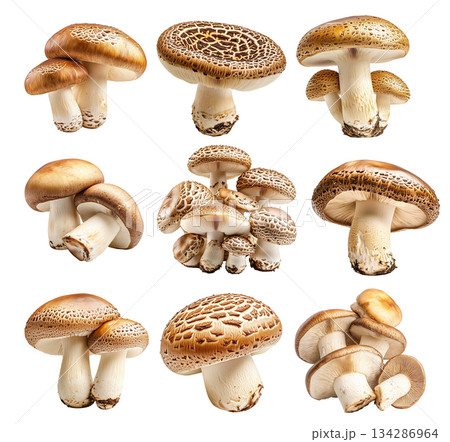 Set of Porcini mushroom showing its textured cap and stem isolated on a white background 134286964