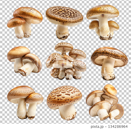 Set of Porcini mushroom showing its textured cap and stem isolated on a white background 134286964