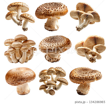 Set of Brown cap Cremini mushroom with a white stem is isolated on a white background 134286965