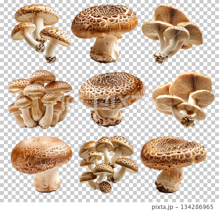 Set of Brown cap Cremini mushroom with a white stem is isolated on a white background 134286965