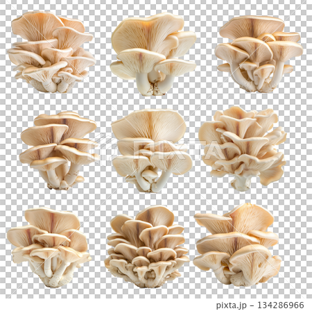 Set of Oyster mushroom showing its textured cap and stem isolated on a white background. 134286966