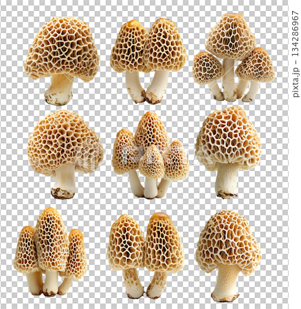 Set of Morel mushroom showing its textured cap and stem isolated on a white background. 134286967