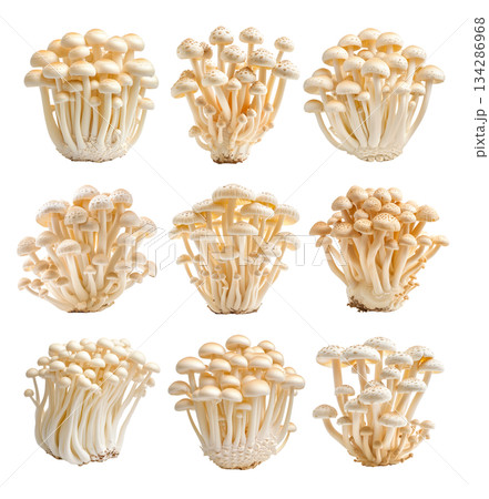 Set of White Enoki mushroom isolated on a white transparent background 134286968