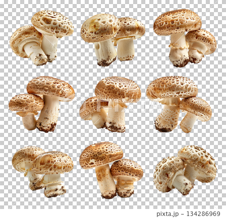 Set of White Button mushroom showing its textured cap and stem isolated on a white background. Set of White Button mushroom showing its textured cap and stem isolated on a white background. 134286969