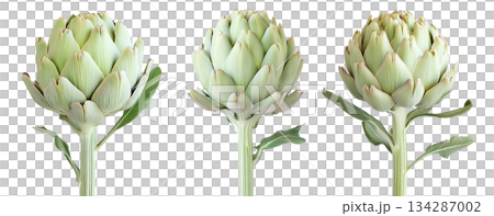 Single fresh green artichoke with detailed texture isolated on white transparent background. Concept of healthy eating, organic food, and vegetarian diet Single fresh green artichoke with detailed texture isolated on white transparent background. Concept of healthy eating, organic food, and vegetarian diet 134287002