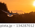 自由と成功のイメージ（夕焼け空を舞う海鳥（カモメ）と輝くリムライト）夕景の空に広がる文字入れスペース 134287012