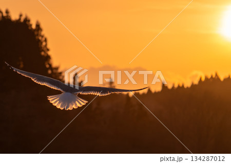 自由と成功のイメージ(夕焼け空を舞う海鳥(カモメ)と輝くリムライト)夕景の空に広がる文字入れスペース 自由と成功のイメージ(夕焼け空を舞う海鳥(カモメ)と輝くリムライト)夕景の空に広がる文字入れスペース 134287012