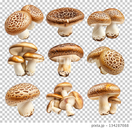 Set of Portobello mushroom showing its textured cap and stem isolated on a white background. Set of Portobello mushroom showing its textured cap and stem isolated on a white background. 134287088