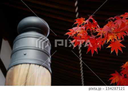 上善寺 本堂の擬宝珠と紅葉 京都市北区鞍馬口通寺町東入 上善寺 本堂の擬宝珠と紅葉 京都市北区鞍馬口通寺町東入 134287121